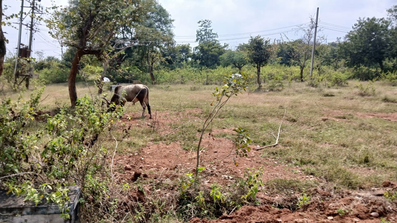 Residential Plot