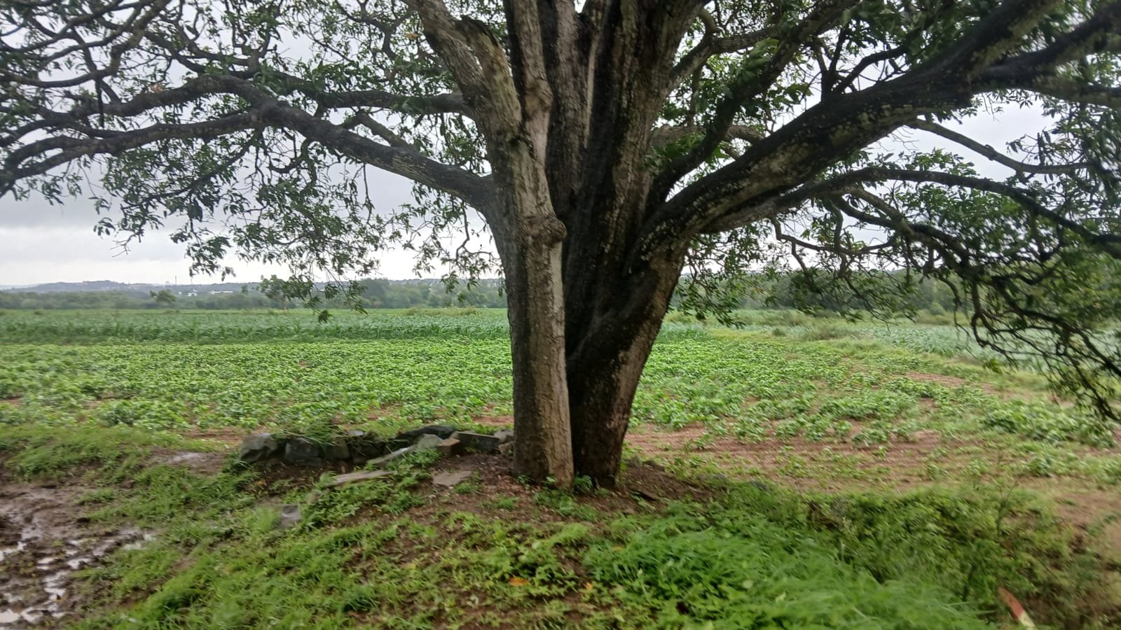 WhatsApp Image 2026-08-03 at 2.39.29 PM (1) Agriculture Land