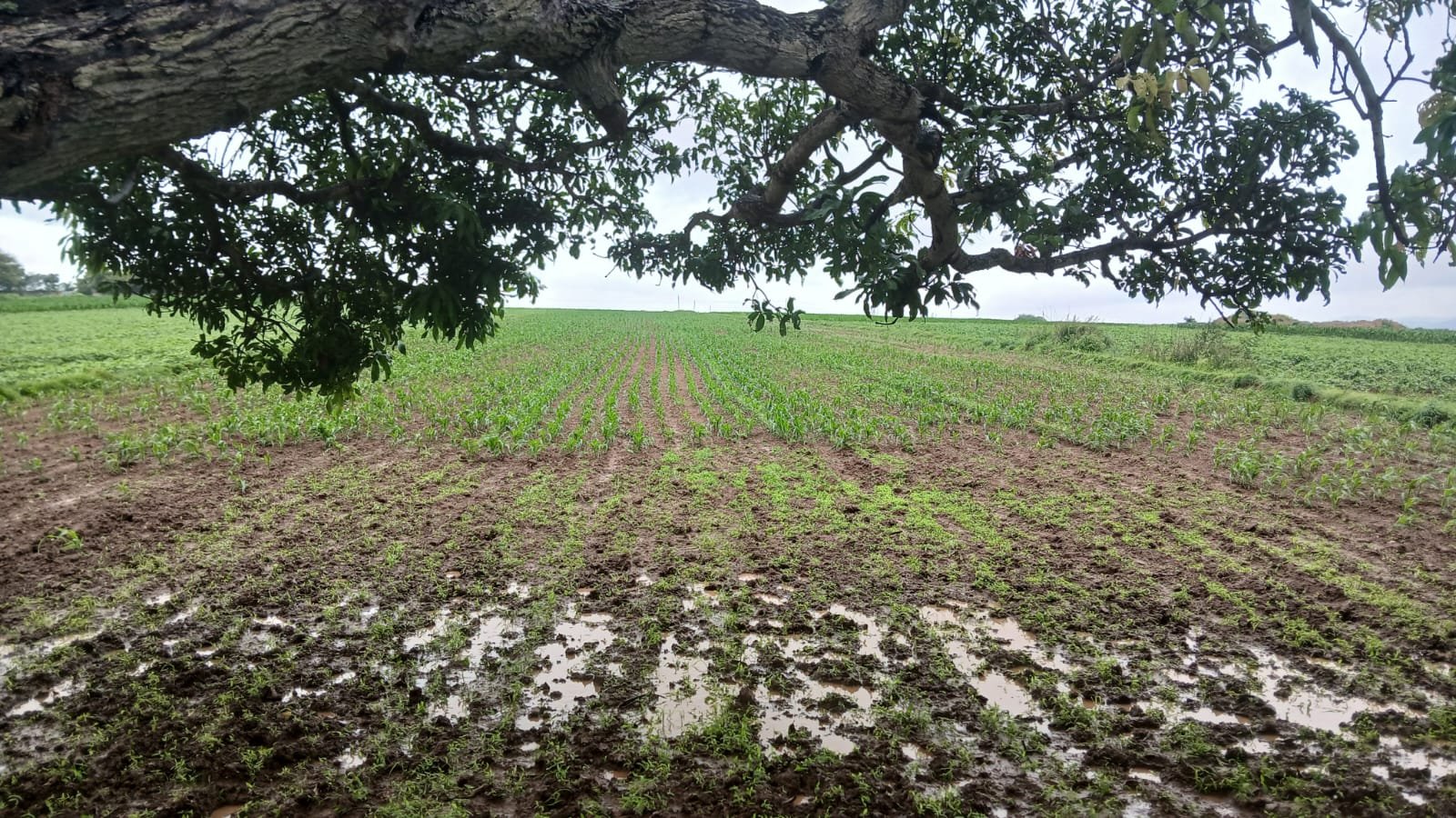 WhatsApp Image 2026-08-03 at 2.39.29 PM Agriculture Land