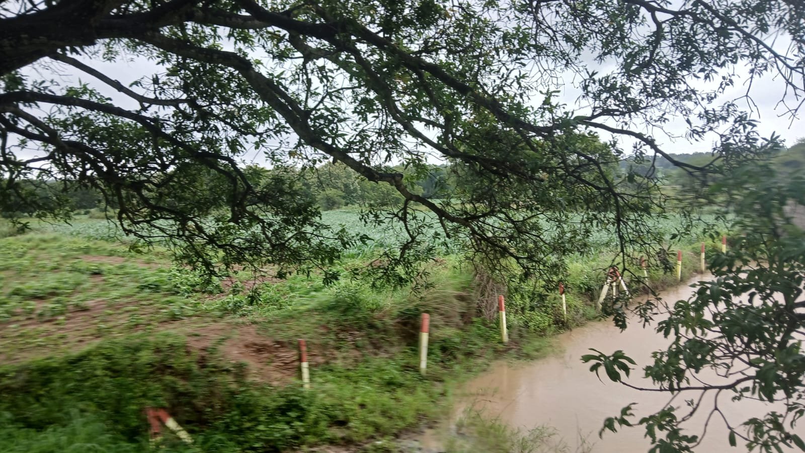 WhatsApp Image 2026-08-03 at 2.39.30 PM Agriculture Land